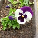 Viola × wittrockianaFlower