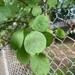 Celastrus orbiculatus Leaf