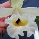 Sobralia leucoxantha फूल