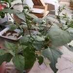 Solanum nigrum برگ