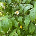 Philadelphus inodorus Blad