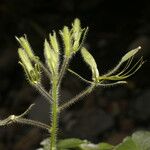 Cleome viridiflora Hábito
