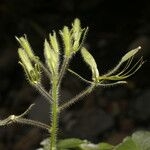 Cleome viridiflora 整株植物