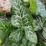 Arum italicum পাতা