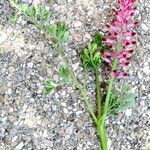 Fumaria officinalis Celota