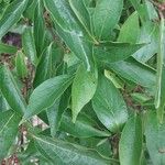 Lonicera maackii Feuille