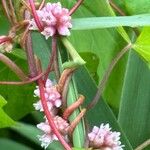 Cuscuta europaea 花