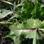 Lactuca macrophylla Feuille