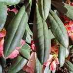 Rhododendron insigne Leaf