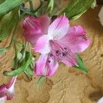 Alstroemeria aurea 花