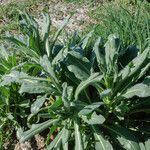 Isatis tinctoria Feuille