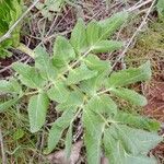 Opopanax chironium (L.) W.D.J.Kochपत्ता