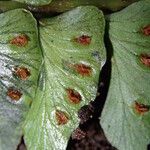 Didymochlaena truncatula 叶