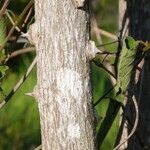 Zanthoxylum rhoifolium Rhisgl