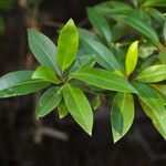 Rhizophora apiculata Leaf
