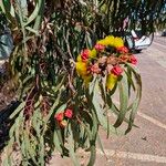 Eucalyptus erythrocorys Flower