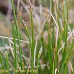 Eleocharis bonariensis Habit