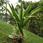 Crinum asiaticumList