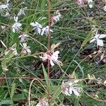 Oenothera gaura Habit