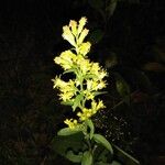 Solidago virgaureaCvet