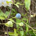 Solanum laxum 果