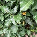 Hedera colchica葉