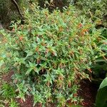 Cuphea ignea Habitus