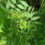 Fraxinus angustifolia ᱥᱟᱠᱟᱢ