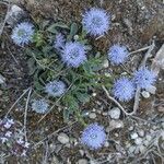 Globularia vulgaris 花