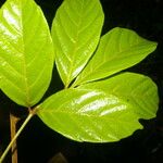 Paullinia pinnata Leaf