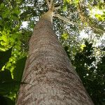 Terminalia ivorensis Kabuk