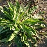 Rumex patientia Leaf