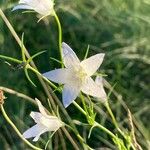 Campanula rapunculusFlower