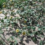Abronia latifolia ᱛᱟᱦᱮᱸ
