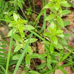 Cruciata glabra Flor