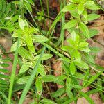 Cruciata glabra Flower