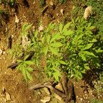 Cleome spinosa Habit