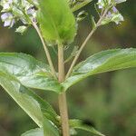 Veronica anagallis-aquatica Leaf