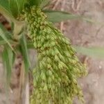 Panicum miliaceum Frucht