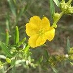 Heimia salicifolia Flower