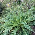 Sonchus canariensis Habitus