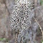 Trifolium angustifolium Froito