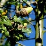 Quercus wislizeni Frukt