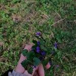 Glechoma hederacea Квітка