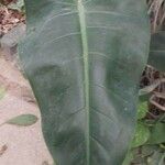 Spathiphyllum cannifolium Leaf