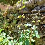 Scrophularia trifoliata Habit