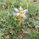 Orobanche purpurea Virág