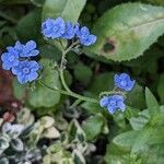 Cynoglossum amabile Λουλούδι