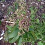 Amelanchier alnifolia Fruit