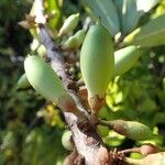 Pycnandra neocaledonica Fruto